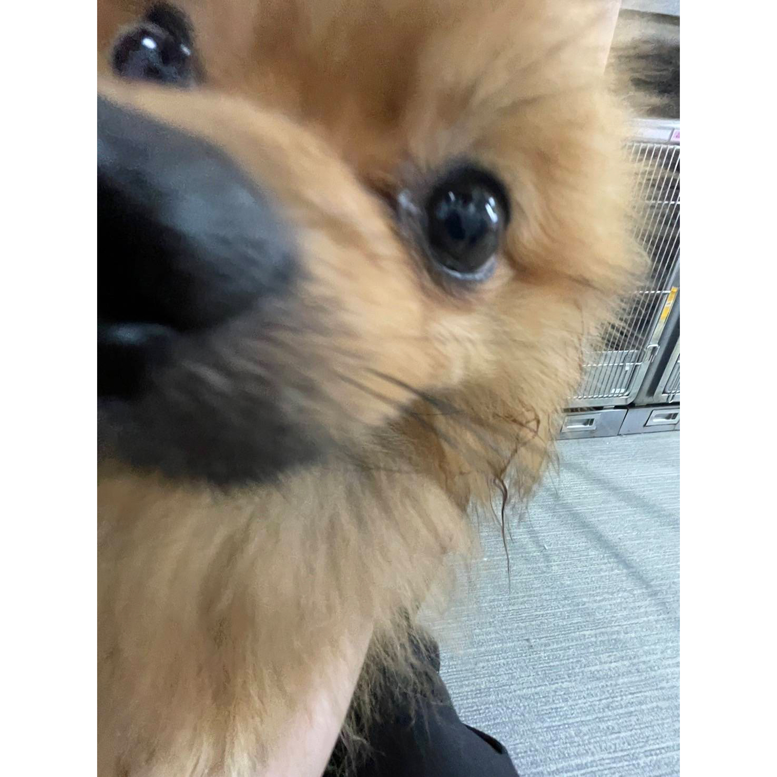 生徒が撮影したモデル犬の写真を送ってくれました☆